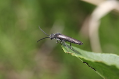 Hymenoptera