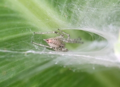 Allagelena difficilis