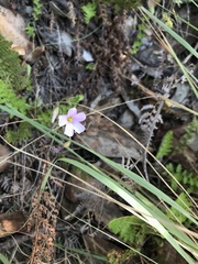 Oxalis dentata