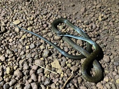 Adelphostigma quadriocellata