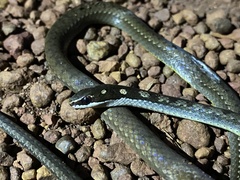 Adelphostigma quadriocellata