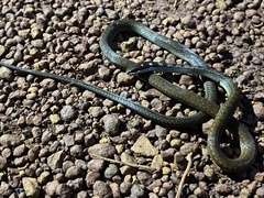 Adelphostigma quadriocellata