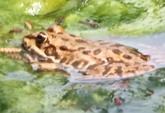 Pelophylax bedriagae