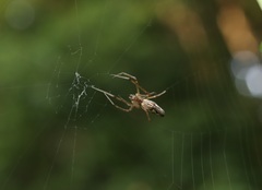 Tetragnatha praedonia