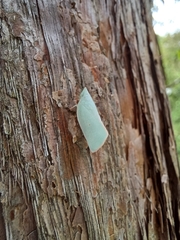 Colgaroides acuminata