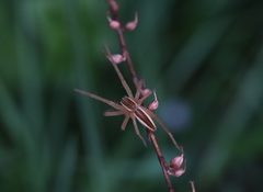 Dolomedes sulfureus
