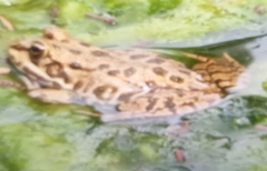 Pelophylax bedriagae