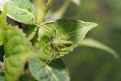 Oxytate striatipes