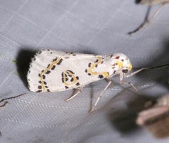 Philtraea elegantaria