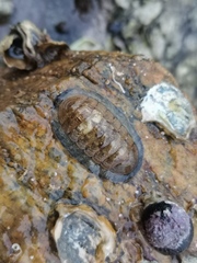 Ischnochiton hakodadensis