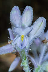 Tinantia standleyi