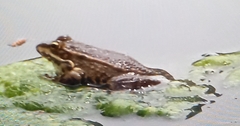 Pelophylax bedriagae