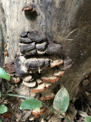 Hymenochaete setipora