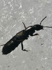 Ocypus fuscatus