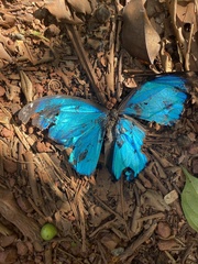 Morpho menelaus menelaus