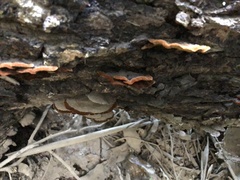 Hymenochaete setipora