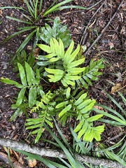 Blechnum capense