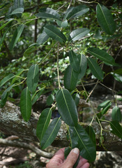 Ficus virens virens
