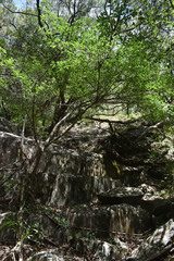 Ficus virens virens