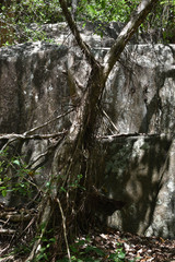 Ficus virens virens
