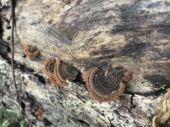 Hymenochaete setipora