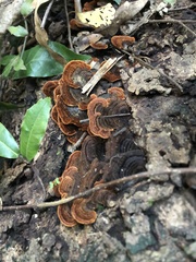 Hymenochaete setipora
