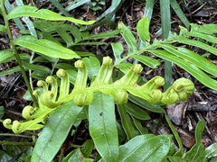 Blechnum capense