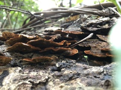 Hymenochaete setipora