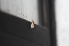 Acontiinae