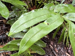 Blechnum capense