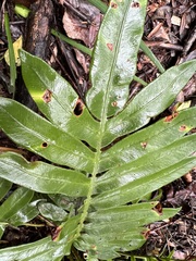 Blechnum capense
