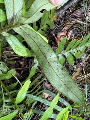 Blechnum capense