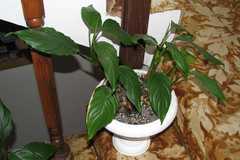Aglaonema modestum