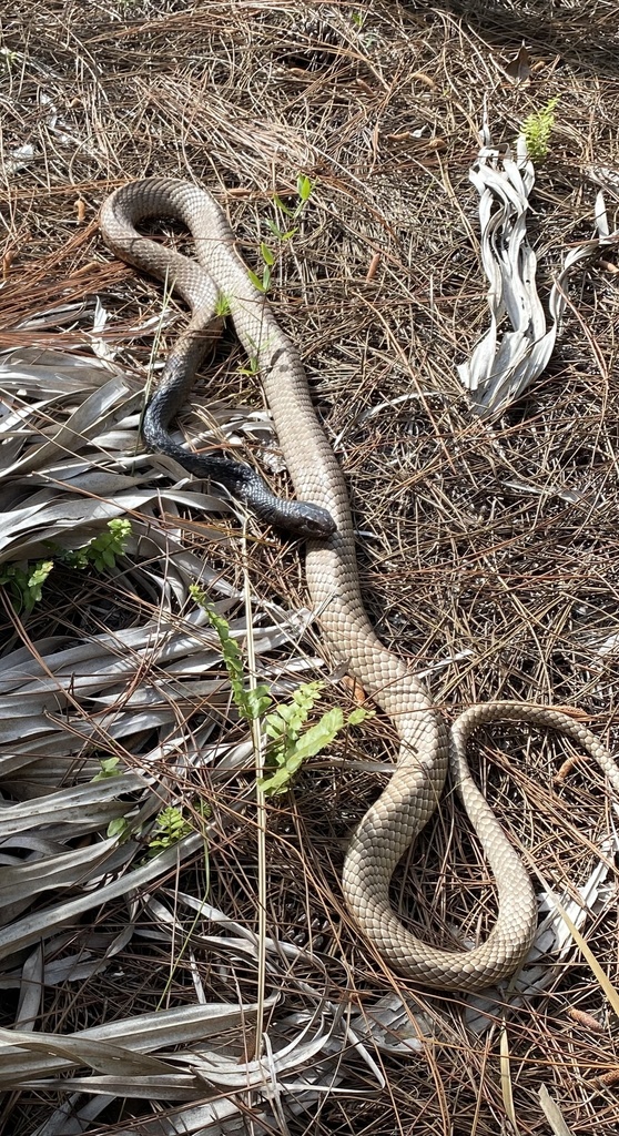 Eastern Coachwhip from Larry And Penny Thompson Memorial Park And ...