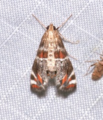 Petrophila jaliscalis