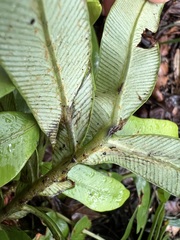 Blechnum capense