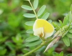 Vicia hybrida