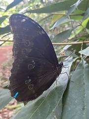Morpho menelaus