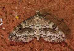 Melanomma auricinctaria