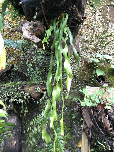 Ophioderma pendulum