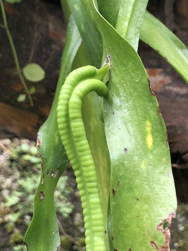 Ophioderma pendulum