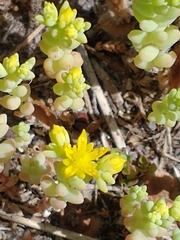 Sedum nuttallii