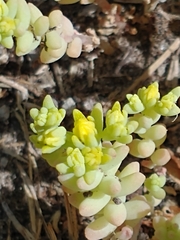 Sedum nuttallii
