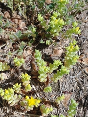 Sedum nuttallii
