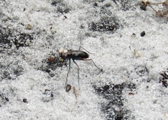Cicindela