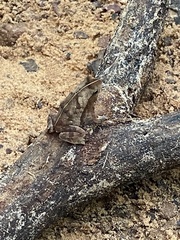 Rhinella castaneotica
