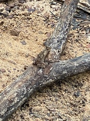 Rhinella castaneotica