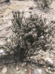 Stoebe microphylla