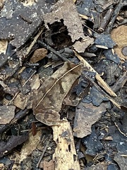 Rhinella castaneotica