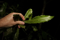 Macadamia ternifolia